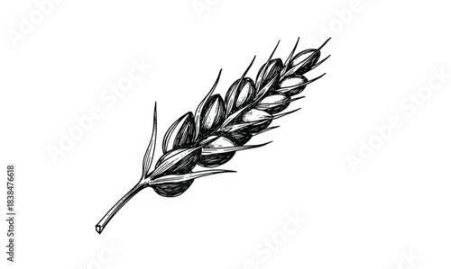 Black and White Illustration of a Wheat Stalk with Grains Keywords: wheat, grain, stalk, cereal, agriculture, harvest