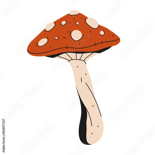 Fly agaric or amanita, red mushroom. Vector toadstool icon. Forest and woodland, field nature. Autumn flora and wilderness. Macro element for mycology and botany science. Forage organic symbol.