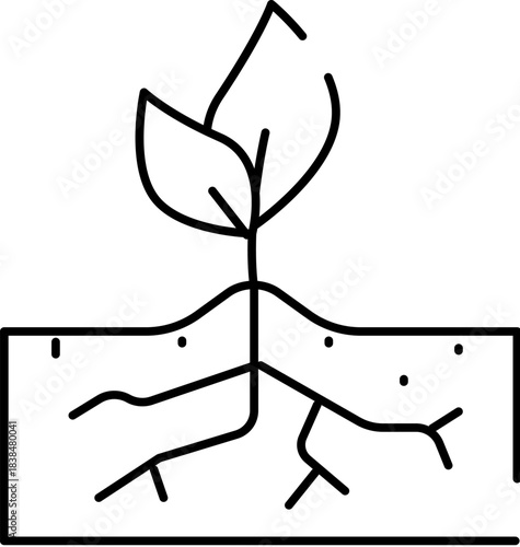 Plant seedling growing from soil showing roots