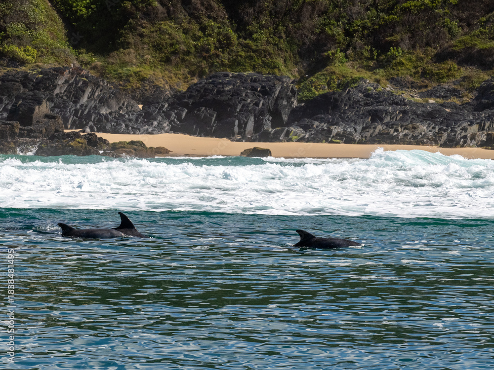 Obraz premium Delfin