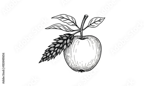 Hand drawn sketch of an apple with leaves and a wheat stalk on a white background fruit