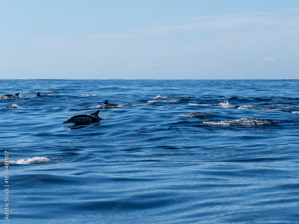 Obraz premium Delfin