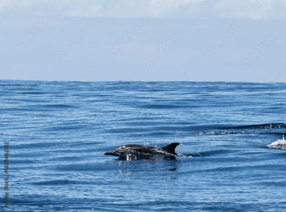 Fototapeta premium Delfin