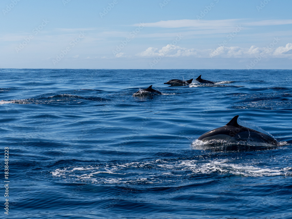 Fototapeta premium Delfin