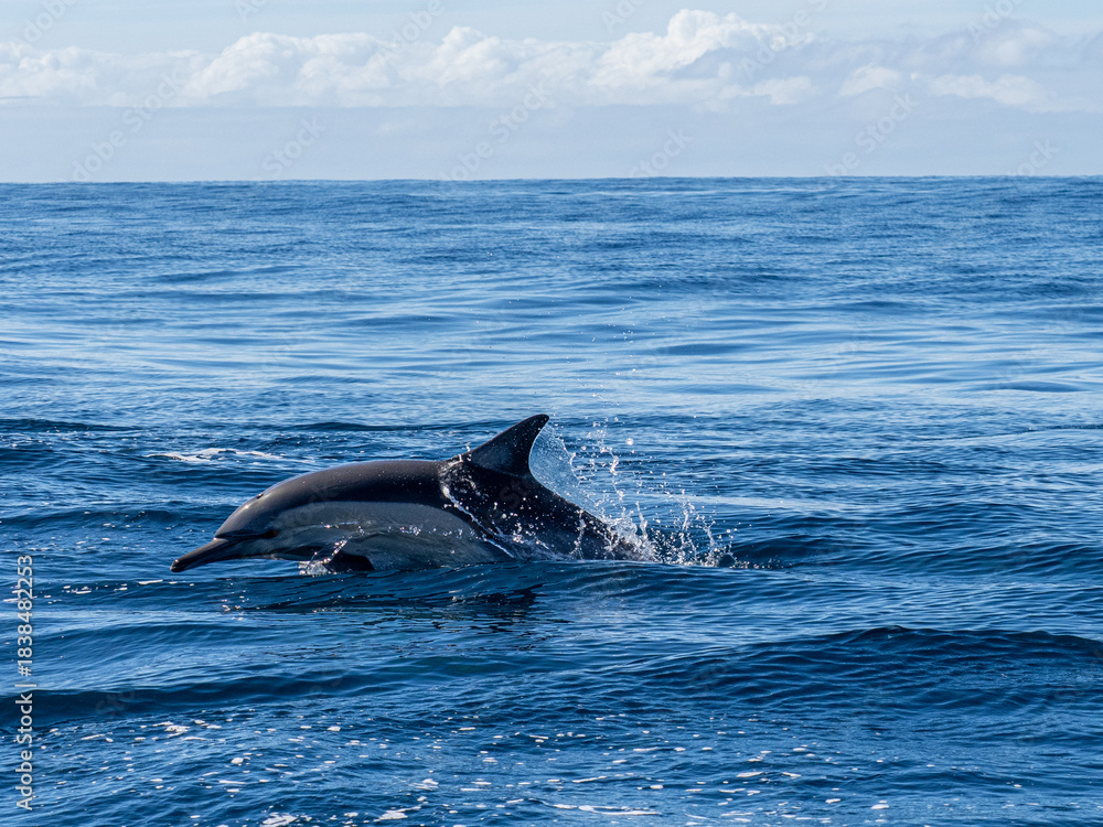 Fototapeta premium Delfin