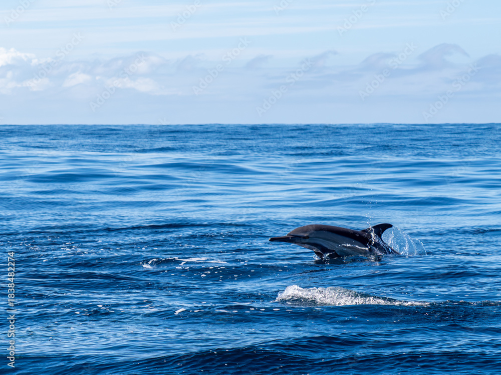 Obraz premium Delfin