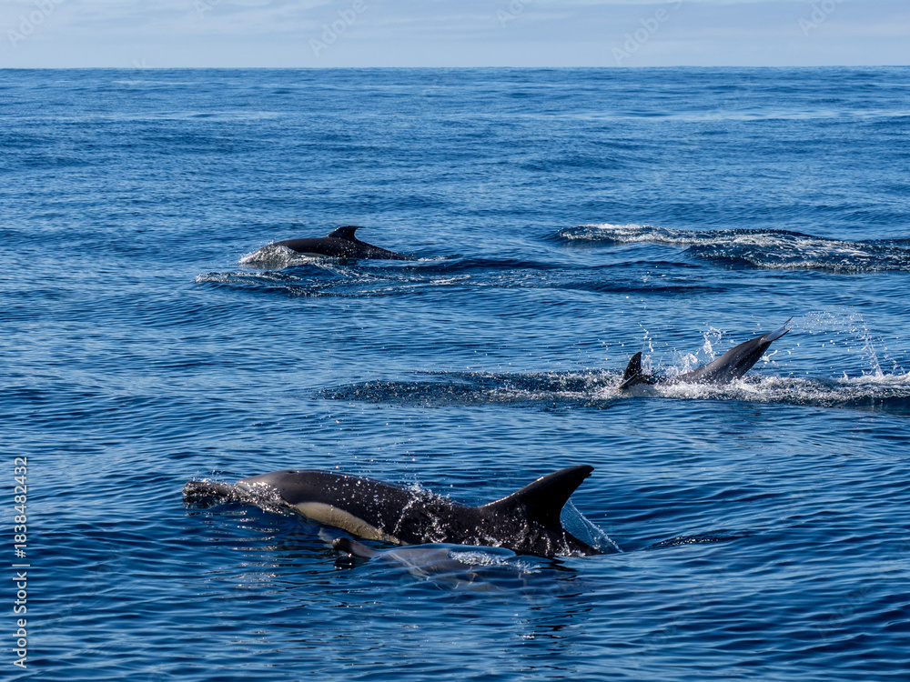 Naklejka premium Delfin