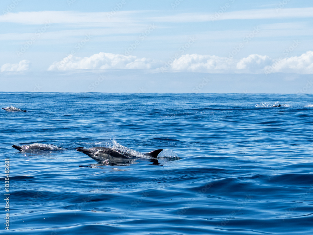 Obraz premium Delfin