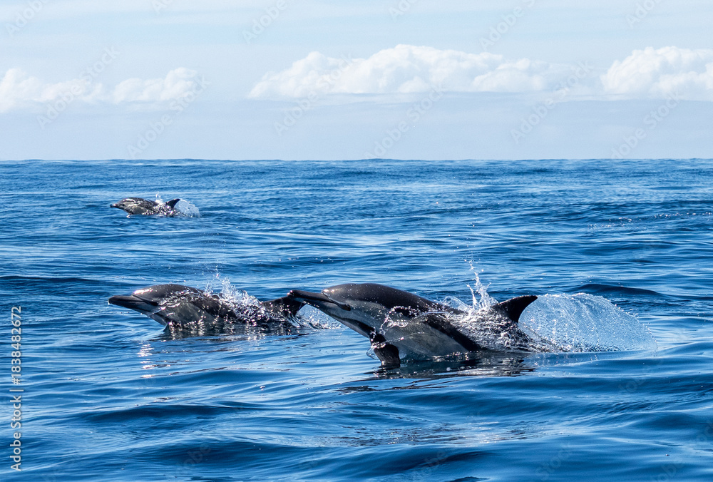 Fototapeta premium Delfin