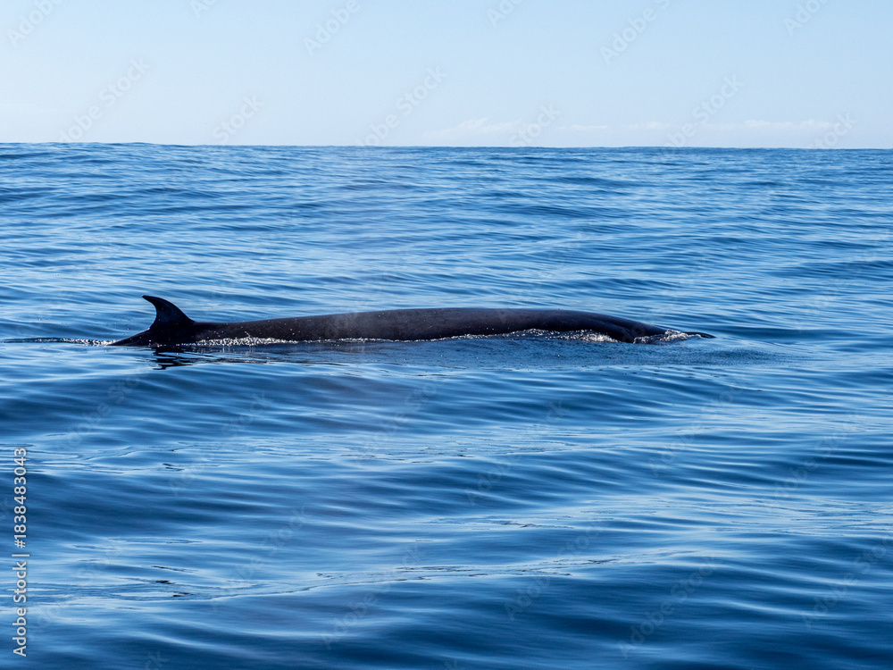 Obraz premium Delfin