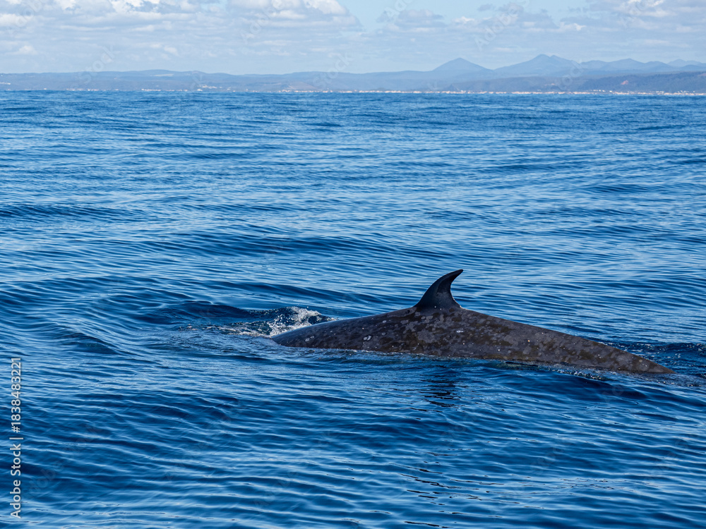 Fototapeta premium Delfin