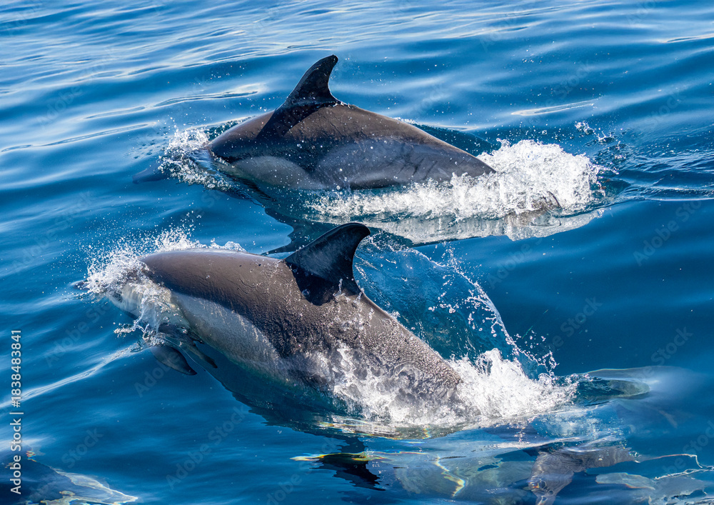 Fototapeta premium Delfin