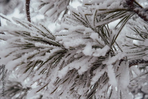 frost on pine tree branch