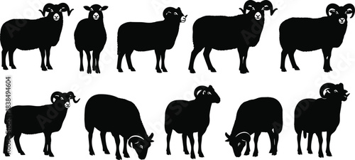 WebSheep and ram silhouettes set in various poses, farm livestock animal icons isolated on white background illustration collection
