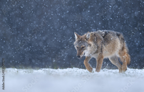 Fototapeta Naklejka Na Ścianę i Meble -  Grey wolf ( Canis lupus ) close up