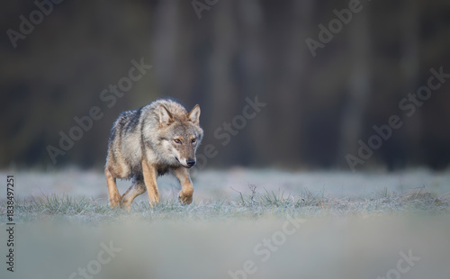 Fototapeta Naklejka Na Ścianę i Meble -  Grey wolf ( Canis lupus ) close up
