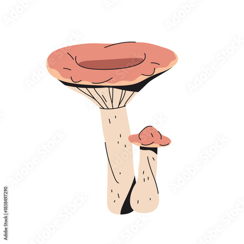 Milk cap mushroom or milky fungus. Vector lactarius torminosus. Forest nature or woodland toadstool. Organic field fungi. Natural macro flora for study. Tree ecology element. Botany, mycology, ecology