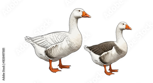 Illustrated pair of domestic geese with distinctive orange beaks and webbed feet standing