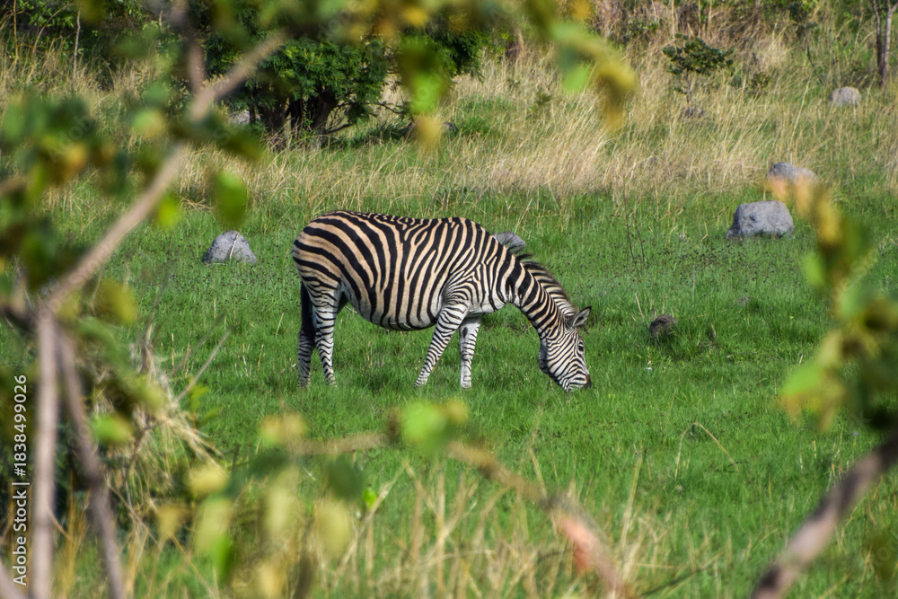 Naklejka premium A zebra in a nature reserve in Southern Africa