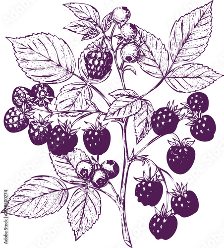 Purple Berries and Leaves on a Branch in Hand Drawn Style fruit raspberry