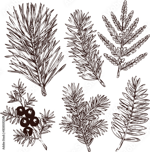 Collection of Hand Drawn Evergreen Branches and Berries in Dark Brown Ink pine juniper