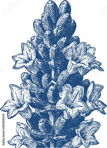 Detailed Blue Ink Drawing of a Lavender Flower Spike on White Background floral botanical