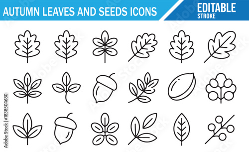 Autumn leaf and seed outline icon set with acorns and botanical fall elements