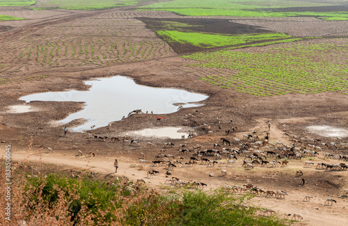 Nomadic herd of sheep grazing in the dry, arid fields of Andhra Pradesh, India.