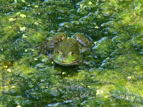 bullfrog in the algae water