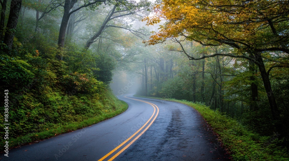 Obraz premium A winding road disappears into the fog amidst tall trees. The ground is wet and leaves show autumn colors. The light is soft hinting at morning.