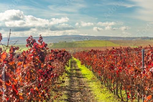 An autumn landscape of a vineyard with burgundy-red leaves on the Taman Peninsula in southern Russia on a sunny day in early November.