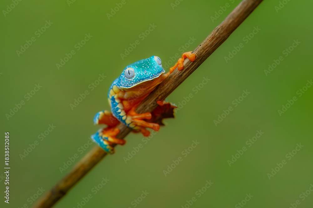 Obraz premium Cruziohyla craspedopus, the fringed leaf frog or fringed tree frog. It is found in the Amazonian lowlands in Brazil, Colombia, Ecuador, and Peru, and possibly in Bolivia