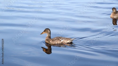 grey duck swimming in water, blue pond in summer day, animal life