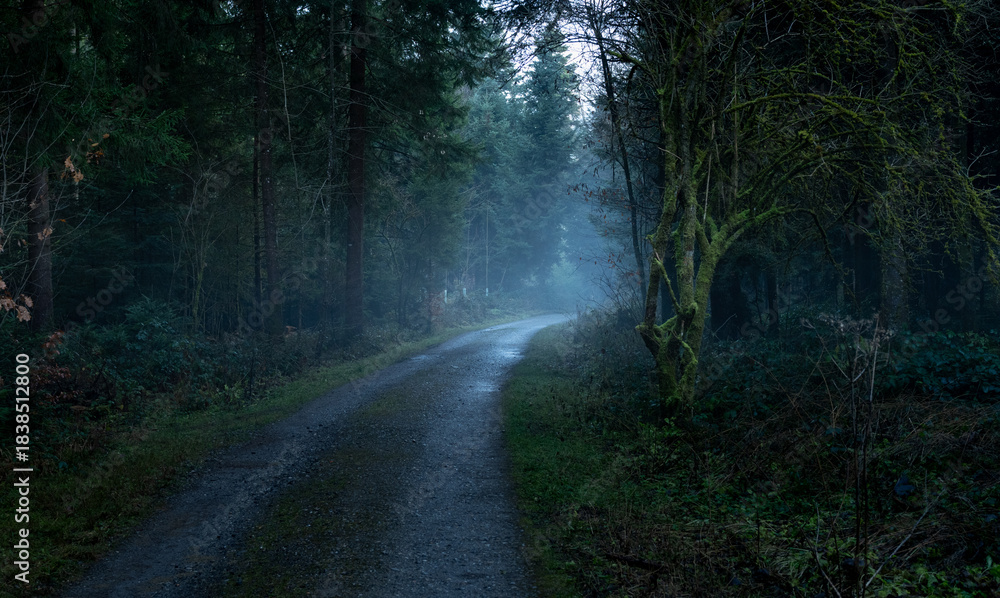 Fototapeta premium Der nebelige Wald