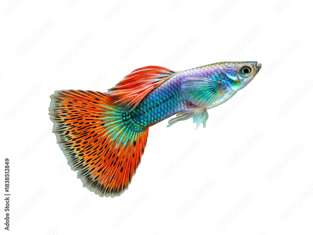 Fototapeta premium siamese fighting fish isolated on transparent background