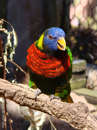 yellow and green parrot rainbow lorikeet bird