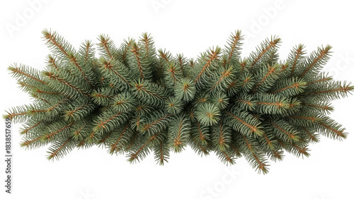 Close up view of a dense green fir tree branch with needles against a transparent background
