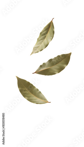 Dried bay leaves culinary spice flying on transparent background
