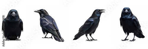 Set of Crow with Oil Paint PNG