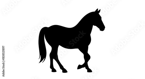 Isolated black horse silhouette walking or standing on white