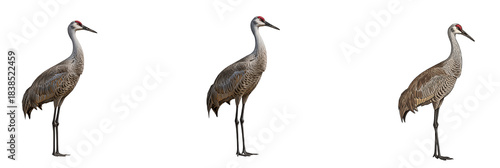 Set of Sand hill Crane with Oil Paint PNG