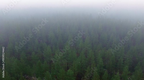 Dramatic aerial view of a mystical pine tree forest with dense fog and low clouds moving over the treetops, creating a moody and atmospheric landscape in the Swedish wilderness