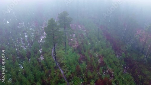 Aerial view moving forward over a misty coniferous forest in northern Sweden, showing young pine trees, a narrow path, and patches of late winter snow on the ground amidst the fog