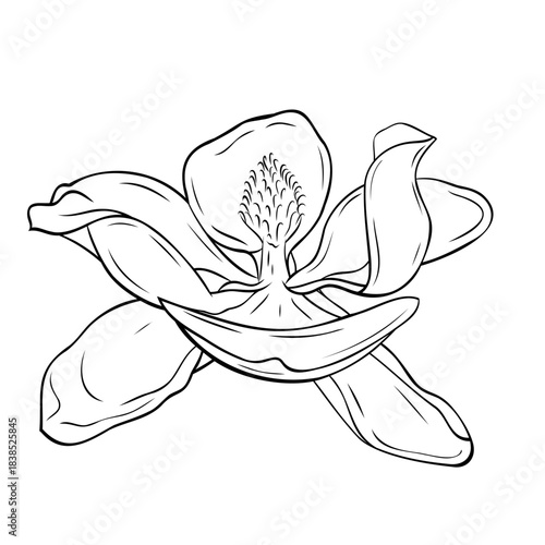 Magnolia botanical line art illustration featuring a detailed blooming flower with curved petals and an intricate central structure. Graphic ink vector. For the design of postcards, stickers, prints