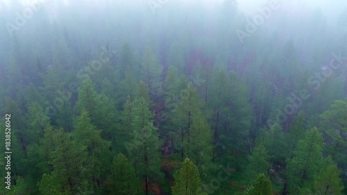 Aerial view flying over a lush green pine forest on a moody and misty day. The mysterious fog creates a dramatic and scenic atmosphere, perfect for nature and travel concepts