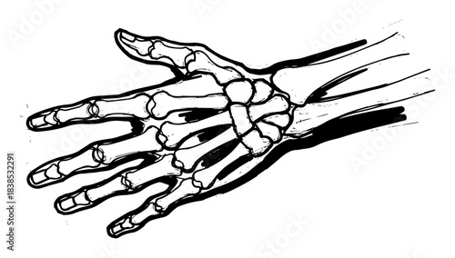 human hand skeleton bones sketch vector