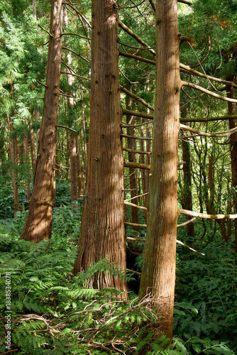 Tall straight trees in bright subtropical forest, Flores Island, Azores