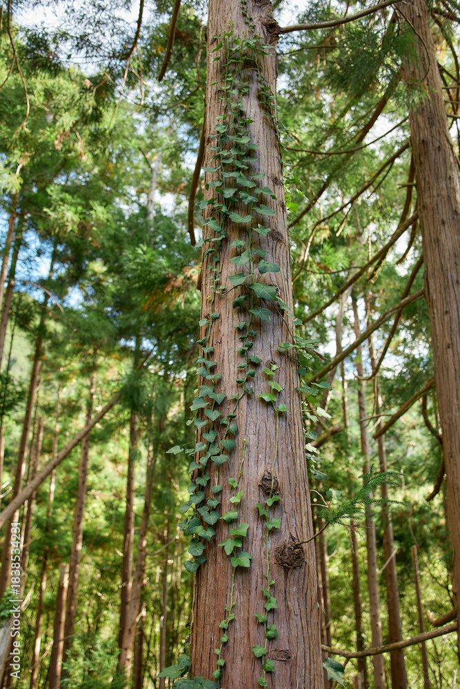 Fototapeta premium Tall vertical forest trees with climbing vines, Flores Island, Azores