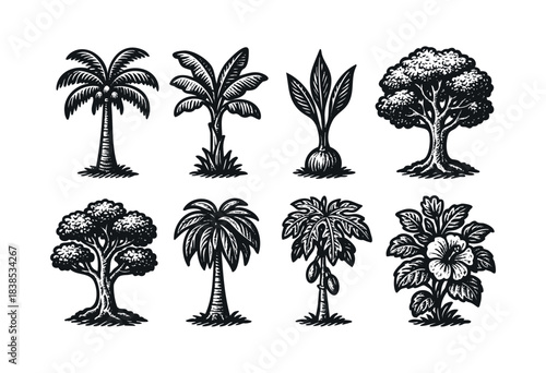 Collection of hand-drawn tropical plants in monochrome, including palm trees, banana plants, and hibiscus flowers — stock illustration.