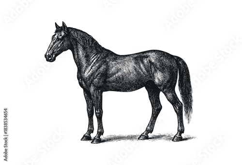 Engraved style illustration of a standing horse, in black and white — stock illustration.